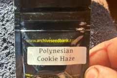 Sell: Polynesian Cookie Haze
