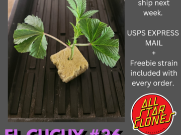 Sell: EL CUCUY #36 (clone only) (Ghost OG x Double Baked Cake)