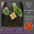 Venta: EL CUCUY #36 (clone only) (Ghost OG x Double Baked Cake)