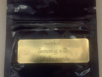 Venta: Eureka (Lemon G x Lavender Lemonade) - Bodhi Seeds