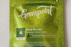Enchères: Green Point Seeds- Dawg Biscuit