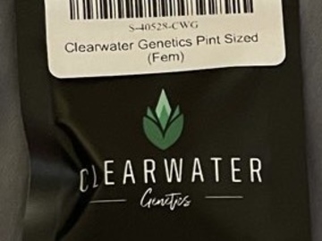 Venta: Clearwater genetics pint sized