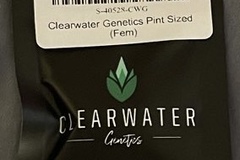 Vente: Clearwater genetics pint sized