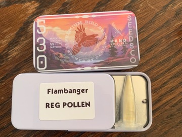 Vente: Flambanger by Bloom Seeds Co REG Pollen