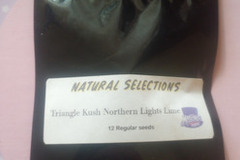Subastas: *Auction* Triangle Kush Northern Lights Lime (NS) Masonic Seeds