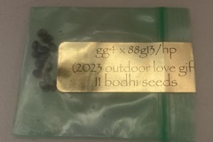 Venta: GG4 x 88G13HP - Bodhi Seeds