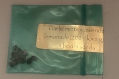 Vente: Garlic Mints x Lavender Lemonade - Bodhi Seeds