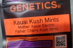Sell: KAUAI KUSH MINTS 808 GENETICS