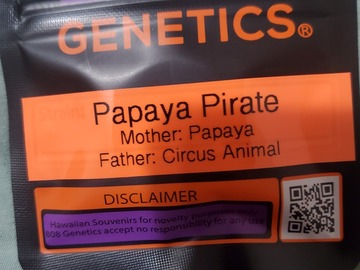 Venta: PAPAYA PIRATE 808 GENETICS