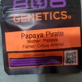 Venta: PAPAYA PIRATE 808 GENETICS