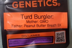 Vente: TURD BURGLER 808 GENETICS