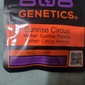 Vente: SUNRISE CIRCUS 808 GENETICS