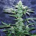 Sell: Bodhi Seeds – Fat Cherry Hashplant