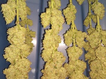 Sell: Bodhi Seeds – Wolf Pack