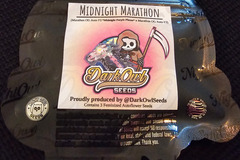 Venta: Night Owl Seeds Midnight Marathon 5 pack