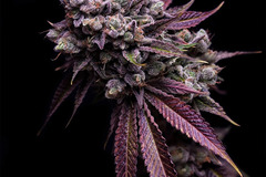 Sell: Bodhi Seeds – Deep Line Alchemy #1