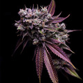 Sell: Bodhi Seeds – Deep Line Alchemy #1
