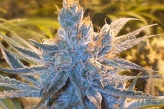 Sell: Bodhi Seeds – Space Mountain