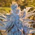 Sell: Bodhi Seeds – Space Mountain