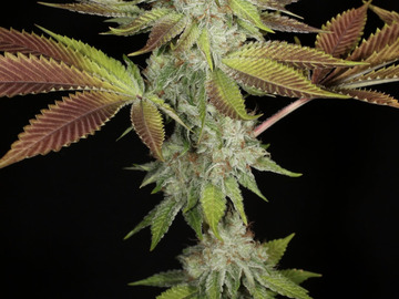 Sell: Bodhi Seeds – Black Triangle