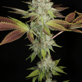 Sell: Bodhi Seeds – Black Triangle