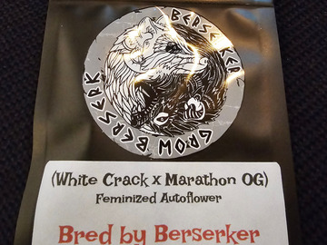 Vente: Berserker Genetics White Crack x Marathon OG 6 pack