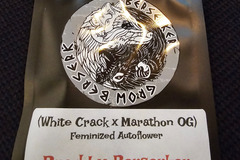 Sell: Berserker Genetics White Crack x Marathon OG 6 pack
