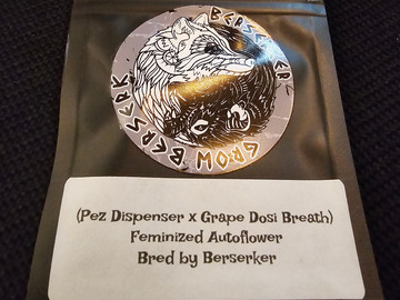 Vente: Berserker Genetics  Pez Dispenser x Grape Dosi Breath 6 pack