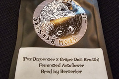 Venta: Berserker Genetics  Pez Dispenser x Grape Dosi Breath 6 pack