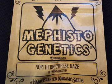 Sell: Mephisto Genetics Northern Cheese Haze 2 pack