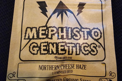 Sell: Mephisto Genetics Northern Cheese Haze 2 pack