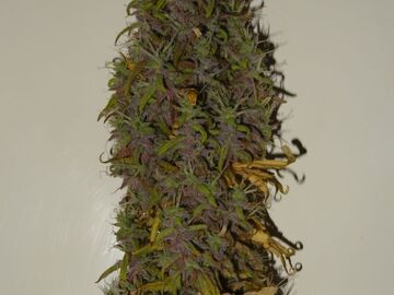 Sell: N.A.W. Seeds – Strawberry Blues