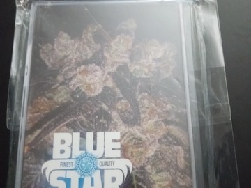 Venta: 90s blues - Blue Star Seed Co.