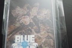 Sell: 90s blues - Blue Star Seed Co.