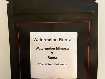 Venta: Watermelon Runtz from LIT Farms