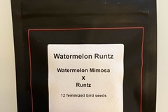 Vente: Watermelon Runtz from LIT Farms