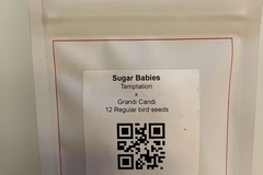 Vente: Sugar Babies from LIT Farms x Grandiflora
