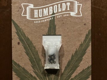 Sell: All Gas OG Femenized Seeds 10-Pack from Humboldt Seed Company