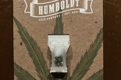 Vente: All Gas OG Femenized Seeds 10-Pack from Humboldt Seed Company