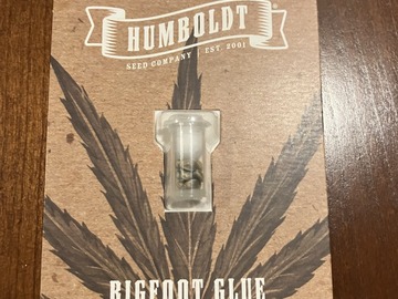 Sell: HSC Bigfoot Glue Seeds FEM 10 PACK from Humboldt Seed Company