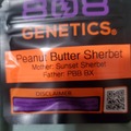 Sell: PEANUT BUTTER SHERBET 808 GENETICS