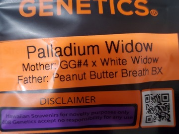 Vente: PALLADIUM WIDOW 808 GENETICS