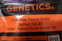 Vente: CHOCOLATE PEANUT BUTTER 808 GENETICS