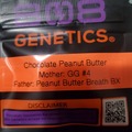 Vente: CHOCOLATE PEANUT BUTTER 808 GENETICS