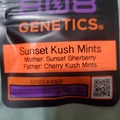 Vente: SUNSET KUSH MINTS 808 GENETICS