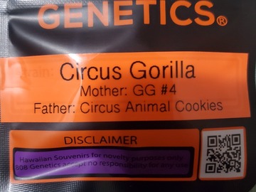 Sell: CIRCUS GORILLA 808 GENETICS