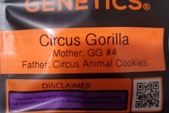 Sell: CIRCUS GORILLA 808 GENETICS