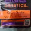 Vente: CIRCUS GORILLA 808 GENETICS