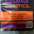 Sell: CIRCUS GORILLA 808 GENETICS