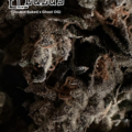 Vente: EL CUCUY #36 (clone only) (Ghost OG x Double Baked Cake)